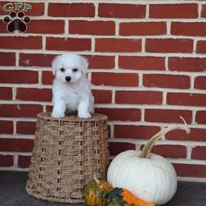 Blessing, Bichon Frise Puppy
